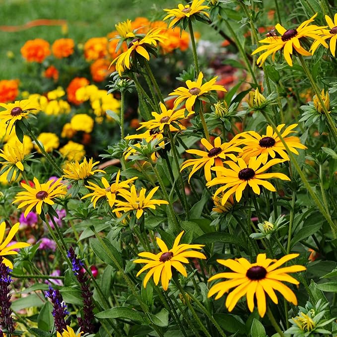All Annual Wildflower Seeds Mix – 1 lb, 16,000+ Seeds – 21 Flower Varieties Including Poppy, Indian Blanket, Flax – Attracts Pollinators – Bulk Wildflower Seed for Planting