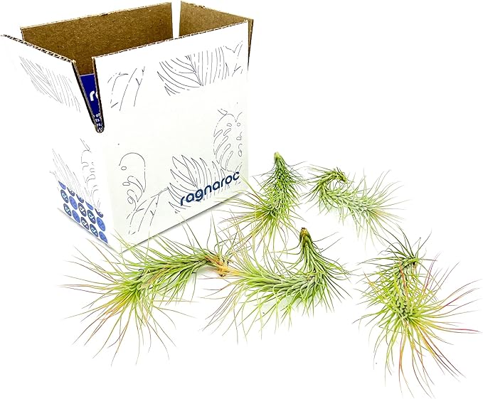 Air Plants - Tillandsia Funckiana, Large 5" - 5ct - Live Arrival Guaranteed - House Plants for Home Decor & Gift