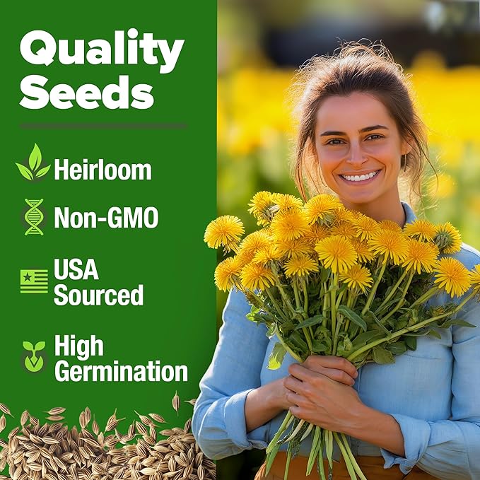 HOME GROWN 𝗨𝗦𝗔 𝗣𝗥𝗘𝗠𝗜𝗨𝗠 Dandelion Seeds for Planting – 600 Heirloom Medicinal Herb Seeds (~0.3g) 𝗡𝗢𝗡-𝗚𝗠𝗢 Grow Edible Leaves and Flowers for Remedies or Wildlife (Taraxacum officinale)