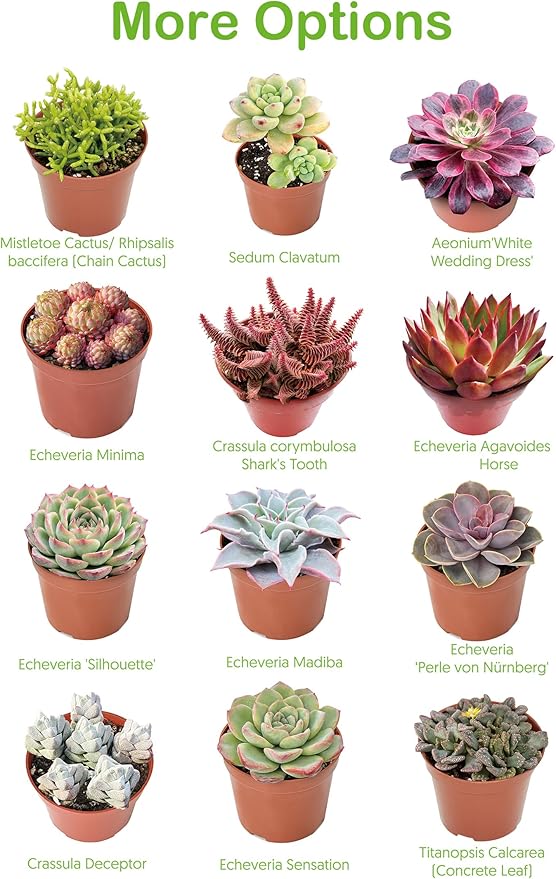 2" Live Succulent 'Baby Toes', Rare Succulent Plants Fully Rooted in Pots, Unique House Plant for DIY, Party Favor, Home Office Decoration