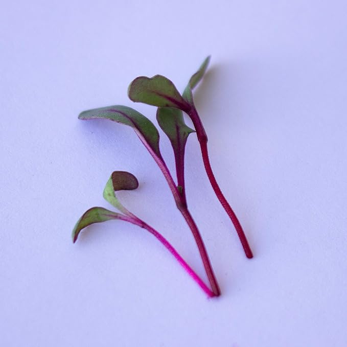 Beet Seeds - Red Round - 5 Lb ~120,000 Seeds - Beta vulgaris - Microgreens Seed - Non-GMO, Heirloom, Open Pollinated, Annual