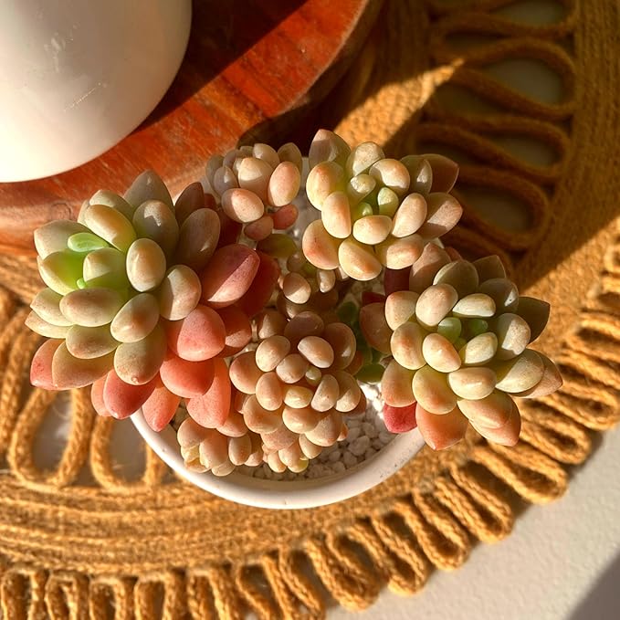 Sedum Caviar Rare Live Succulent Plants, Pink Cluster 3 Live Plant, Package Without Pot Soil, Garden Indoor Office Desk, Wedding Party Baby Shower Decoration, Friend Plant Lovers Gifts