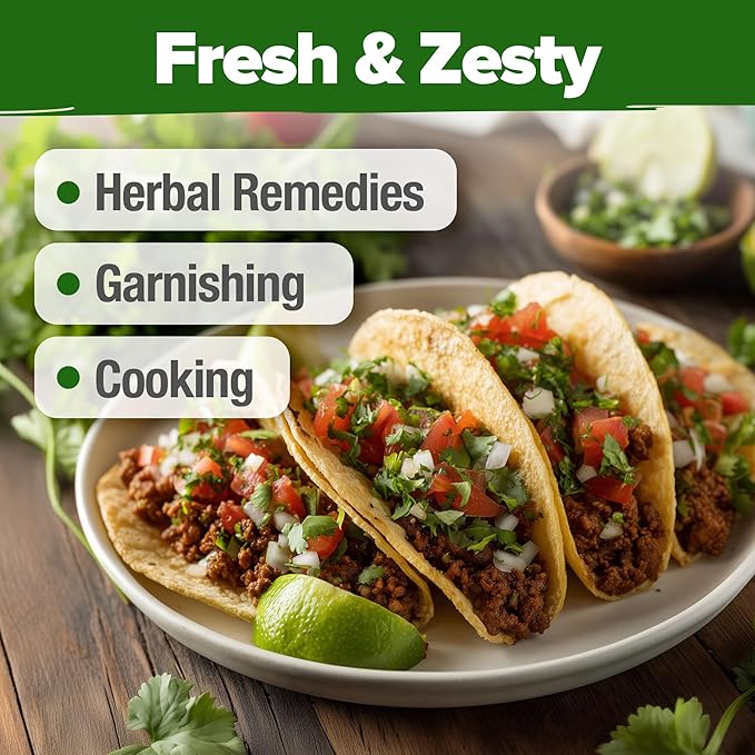HOME GROWN Cilantro Seeds 250 Calypso & 250 Santo Cilantro for Planting Indoors, Hydroponics or Aerogarden - Heirloom, Non-GMO, Santo Plant, for Your Indoor Herb Garden