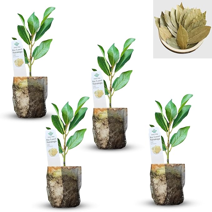 Mediterranean Bay Leaf, Bay Laurel Live Plant. Saratoga/Standard Varieties - Laurus Nobilis. Fragrant, Fresh, Edible. Pots/Ground Planting. Mild/Strong Flavor (2 Srtg + 2 Std Bay Plants in Sac)