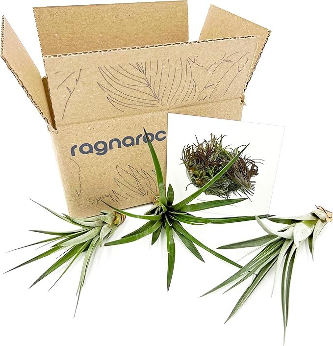 Air Plants - Tillandsia Fasciculata Tricolor, Large 4-6" - 3ct - Live Arrival Guaranteed - House Plants for Home Decor & Gift