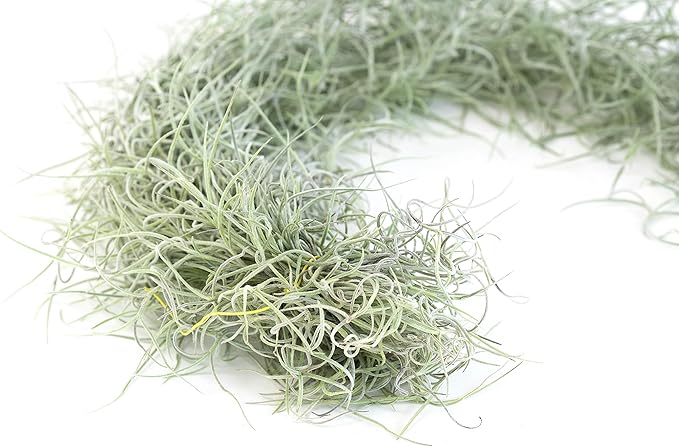 6 Pack Thick Colombian Spanish Moss Live Strands with Wire Hook - Tillandsia Usneiodes - Live Tillandsia Succulent House Plants - Home and Garden Decor - Easy Care Indoor and Outdoor Plants