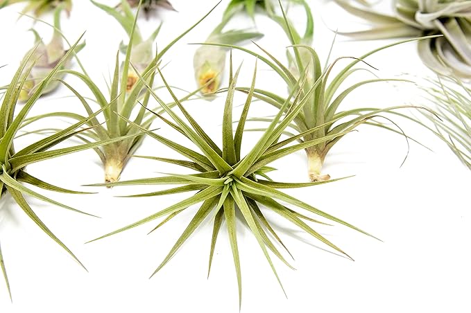 25 Pack of Classic Air Plants Variety - Live Succulent House Plants - Available in Wholesale and Bulk - Home and Garden Decor - Easy Care Indoor/Outdoor Air Plant