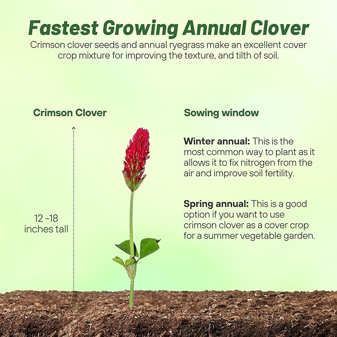 Outsidepride Crimson Clover Seeds - 5 lbs. Annual, Nitrocoated, & Inoculated Ground Cover Seeds, Ideal Clover Seed for Lawn, Cover Crop, Pasture, Hay, Green Manure & Wildlife Forage