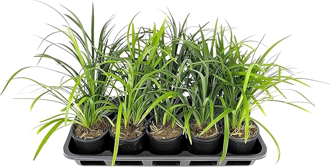 Liriope Super Blue | 5 Live 4 Inch Plants | Liriope muscari 'Super Blue' | Ornamental Ground Cover Plants | Shade-Tolerant Landscaping Perennial