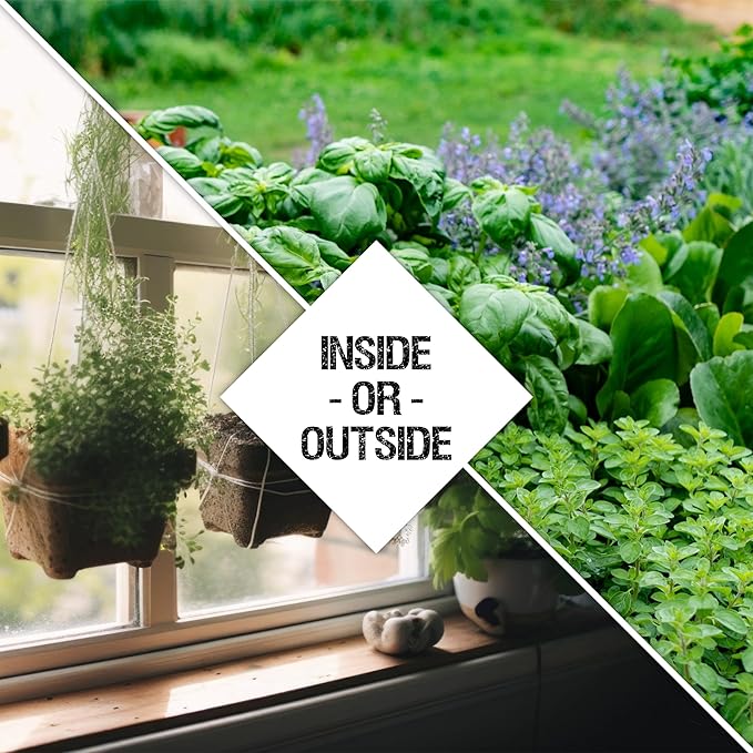 Seed Needs Herb Seeds Variety Pack Culinary Herb Collection (12 Individual Packets for Planting Indoors or Outdoors) Grow Your Own Herb Garden - Heirloom, Non-GMO