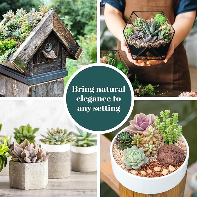 Shop Succulents Assorted Succulent Plant Pack Collection - Live Mini Succulent Plants, Low Maintenance, Mixture of Colors & Textures - Wedding and Party Favors, Gift & Garden, Pack of 5