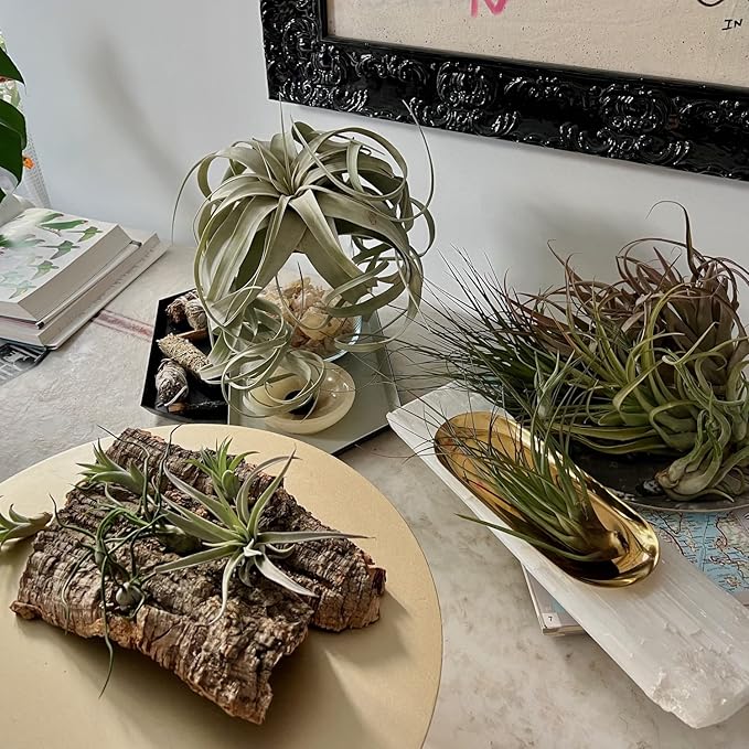 Air Plants - Odin Gift Box - 5ct - Live Arrival Guaranteed - House Plants for Home Decor & Gift