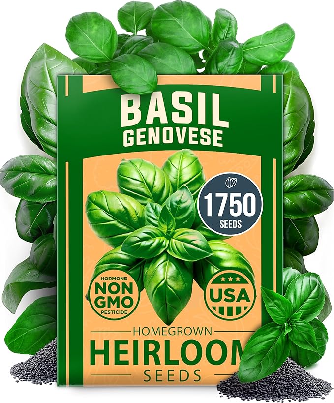 HOME GROWN 𝗨𝗦𝗔 𝗣𝗥𝗘𝗠𝗜𝗨𝗠 Genovese Basil Seeds Pack 1,750+ High Germination 𝗡𝗢𝗡-𝗚𝗠𝗢 Heirloom Seeds (Ocimum basilicum) Herb Seeds for Planting Indoor & Outdoor Gardening, for Culinary Use