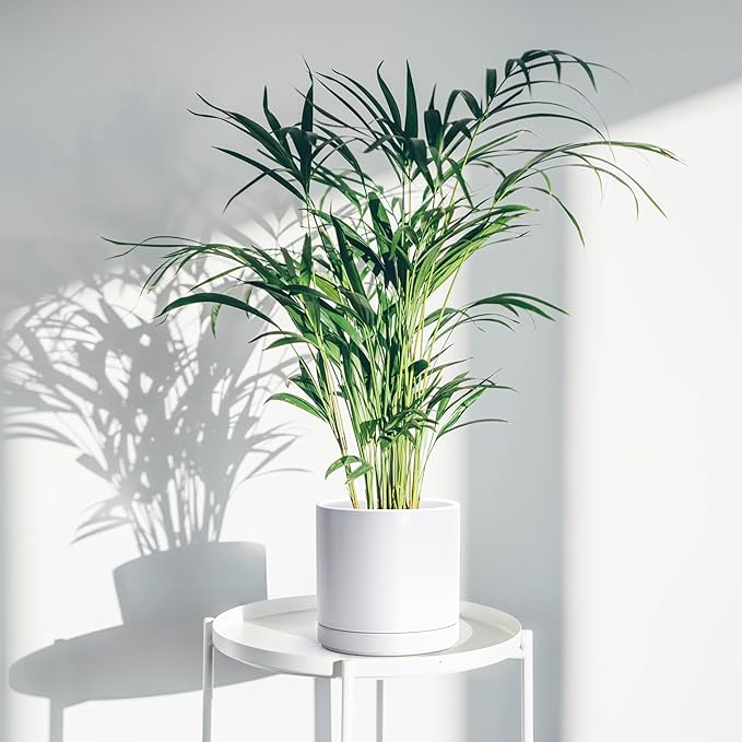 D'vine Dev 8 Inch Ceramic Planter Pot with Drainage Hole and Saucer, Indoor Cylinder Round Planter Pot, White, 94-O-D-1