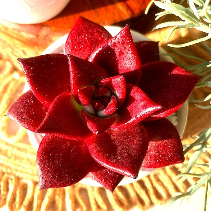 FWPP Live Succulents Plants Echeveria Agavoides v Romeo Rubin 3 inches,Rare red Succulents Bare Root Without Pot Soil, Live Plants Indoor Office Decoration Wedding and Gift