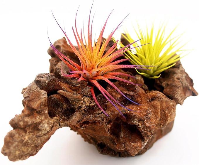 Dyed Tillandsia Ionantha Guatemala Enhanced Colored Colorful Air Plant Live Easy Care Indoor Outdoor Home Decor Gift Airplant by Awesome Industries Live Arrival Guaranteed (Yellow)