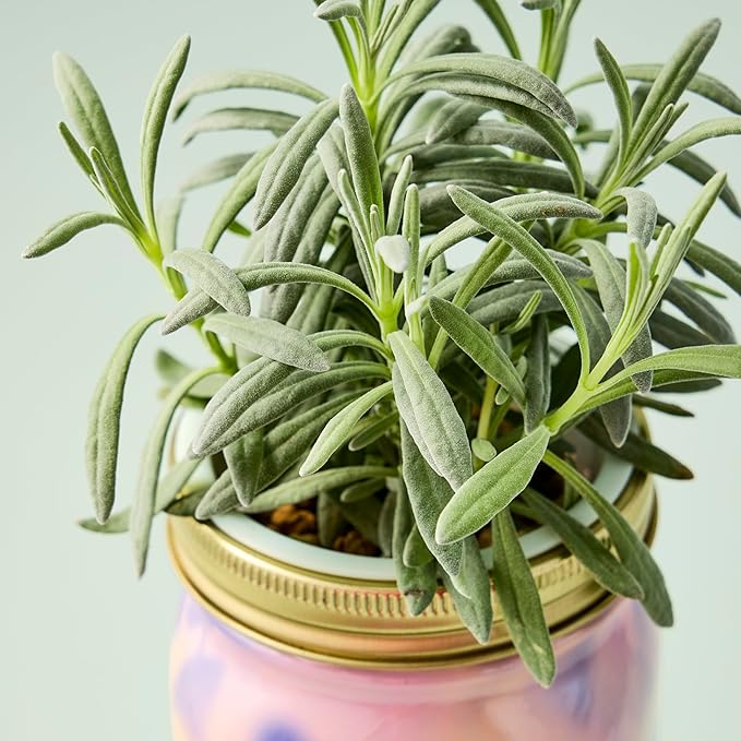 Modern Sprout Mason Garden Jar - Self-Watering Hydroponics Growing System Kit with Organic Herb Seeds - Jar Planter for Indoor Herb Garden - Seed Starter Kit - Home Decor & Gifting - Lavender