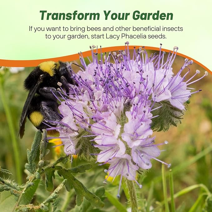 Outsidepride Lacy Phacelia Seeds for Planting - 5 Lbs. Annual, Drought-Tolerant Wildflower Seeds with Light Violet Flowers, Ideal for Pollinator Gardens, Erosion Control, & Attracts Bees & Butterflies