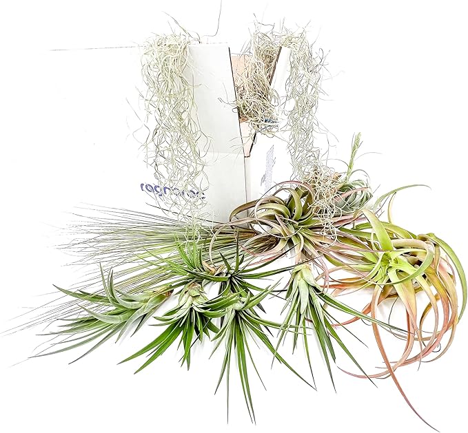 Holiday Hosting Gift Box Giant - 13ct -Tillandsia Air Plant Set - Live Arrival Guaranteed - House Plants for Home Decor & Gift