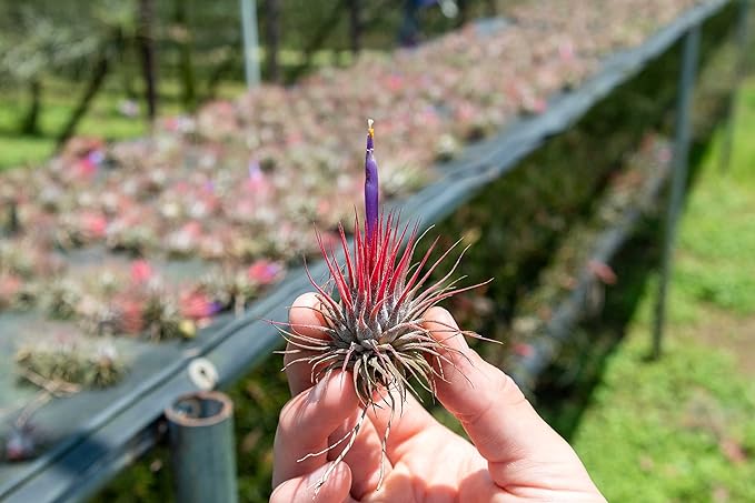 12 Pack Air Plants Ionantha Mexican-Colors and Shape Varies Due to Seasonality-Live Tillandsia Succulent for House Air Plants Holder-Available in Wholesale and Bulk-Easy Care Indoor and Outdoor Plants