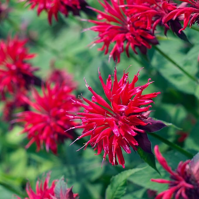 Park Seed Grow Your Own Vibrant Wildflower Garden Mixture, Perfect for Bees, Butterflies, and Hummingbirds, Panaroma Mix, Pack of 100