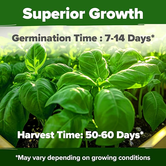 HOME GROWN Genovese Basil Seeds 2 Pack - 3500 𝗡𝗢𝗡-𝗚𝗠𝗢 𝗨𝗦𝗔 Heirloom Basil Seeds for Planting (Ocimum basilicum) - Herb Seeds for Indoor & Outdoor Gardening - Grow for Culinary Use