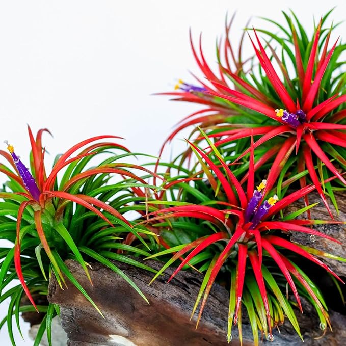 Tillandsia Plants, Red Tillandsia Air Plants Live, Combo 15 Succulents Plant Live, House Plant Indoor Outdoor, 2 Inc Tall