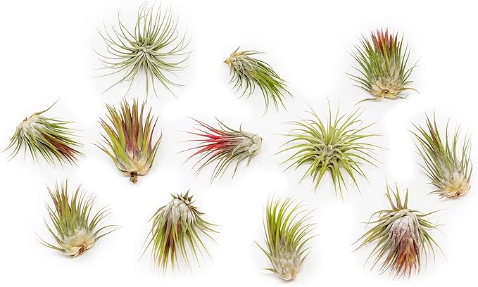 25 Pack Large Air Plants Tillandsia Ionantha Guatemala - Live Succulent House Plants - Available in Wholesale and Bulk - Home and Garden Decor - Easy Care Indoor and Outdoor Plants