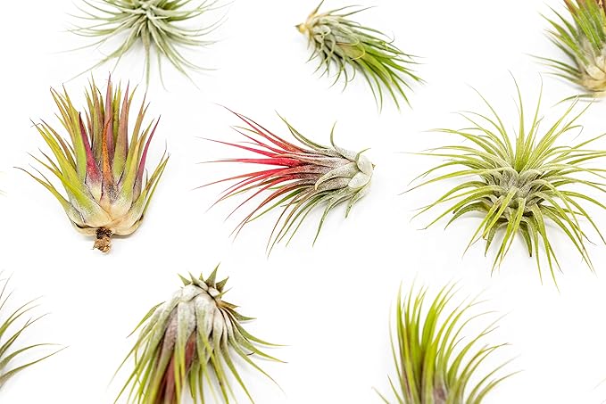 5 Pack Large Air Plants Tillandsia Ionantha Guatemala - Live Succulent House Plants - Available in Wholesale and Bulk - Home and Garden Decor - Easy Care Indoor and Outdoor Plants (Pack of 5)