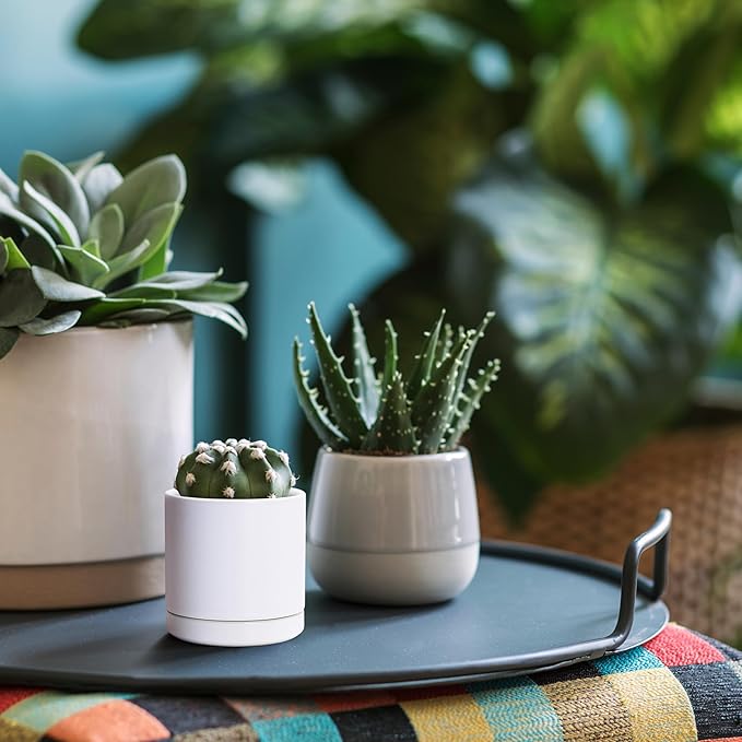 D'vine Dev Set of 4 Small Ceramic Plant Pots, 3.5 Inch Succulent Planter Pot for Plants with Drainage Hole and Saucer, White, 94-X-A-1