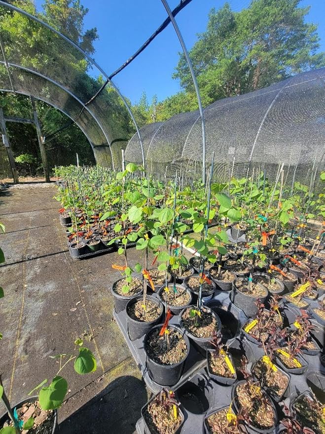 Eastern Redbud Tree (Cercis) - Live Plant - (2.5 QT)