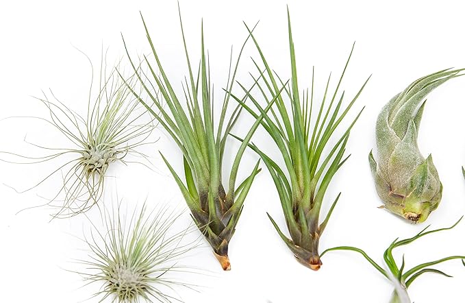 25 Grab Bag Pack Small & Medium Air Plants - Fertilizer Packet - Wholesale - Bulk - Live Tillandsia - Easy Care House Plant - Succulents