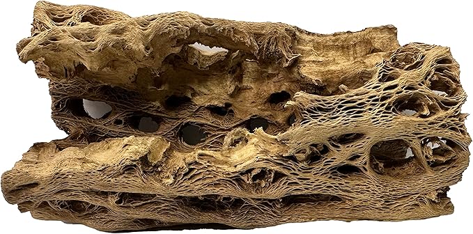 Natural Cholla Wood Chunk Large Air Plant Display Holders Individually Unique Decorative Stands or Holder (Cholla Chunk Large)