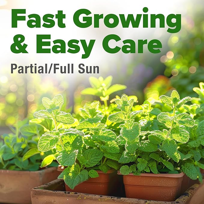 HOME GROWN Premium Common Mint Seeds (Bulk Pack) 3,600 𝗡𝗢𝗡-𝗚𝗠𝗢 𝗨𝗦𝗔 Heirloom Herb Seeds, USA Sourced | Ideal for Planting Outdoors or Indoors for a Fresh Mint Tea Garden (Mentha spp)