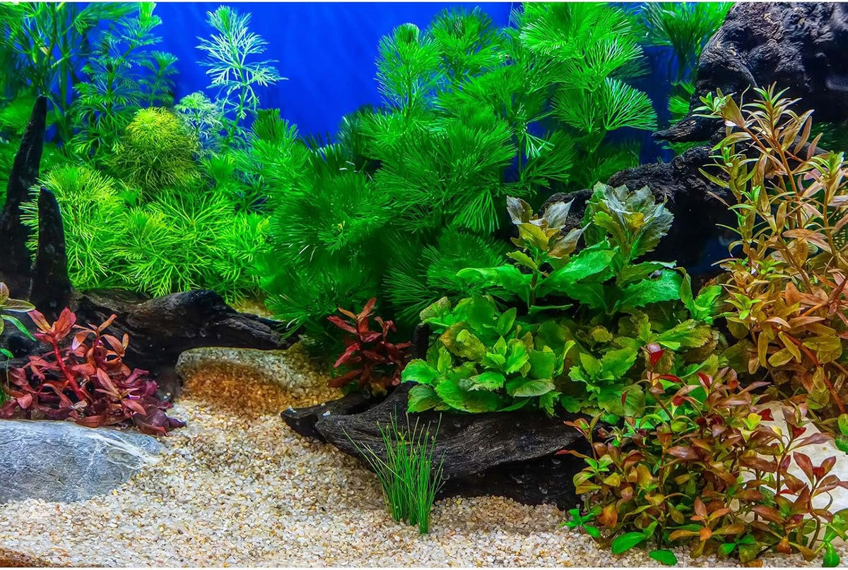 Aquarium Background Underwater Grass Leaves with Pebble Aquarium Backdrop Vivid and Fresh Green Aquatic Plant Stone River Bed and Lake Fish Deadwood Tank Background Decor Vinyl 24x12in