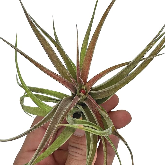 Air Plants - Tillandsia Brachycaulos Abdita, Large 4-6" - 1 ct - Live Arrival Guaranteed - House Plants for Home Decor & Gift