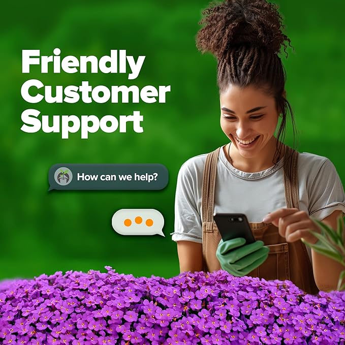 HOME GROWN 𝗨𝗦𝗔 𝗣𝗥𝗘𝗠𝗜𝗨𝗠 Aubrieta Rock Cress Purple, Flowering Ground Cover Seed Pack, Perennial Cress Seeds for Planting Outdoor Lawn Gardens 300 𝗡𝗢𝗡-𝗚𝗠𝗢 Aubrieta deltoidea Flower Seeds