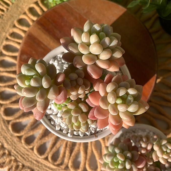 Sedum Caviar Rare Live Succulent Plants, Pink Cluster 3 Live Plant, Package Without Pot Soil, Garden Indoor Office Desk, Wedding Party Baby Shower Decoration, Friend Plant Lovers Gifts
