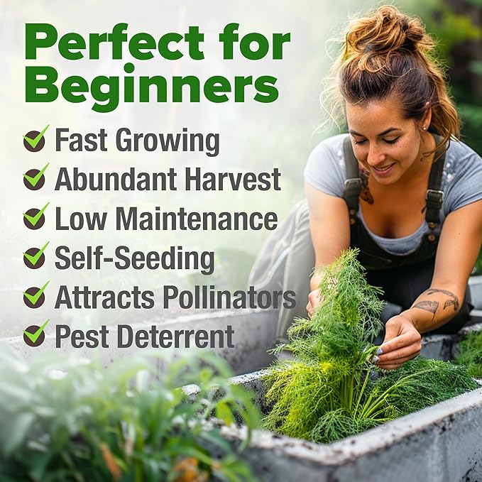HOME GROWN 𝗨𝗦𝗔 𝗣𝗥𝗘𝗠𝗜𝗨𝗠 Dill Seeds for Planting 1,014 Bouquet Dill Seeds 𝗡𝗢𝗡-𝗚𝗠𝗢 and Heirloom Herb Seeds for Planting Outdoors, Grow Your Fragrant Dill Herb Garden (Anethum graveolens)