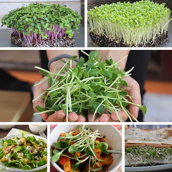 Buckwheat Seeds - 1 Lb ~15,000 Seeds - Organic, Non-GMO, Whole (Shell On) - Grow Buck Wheat Microgreens