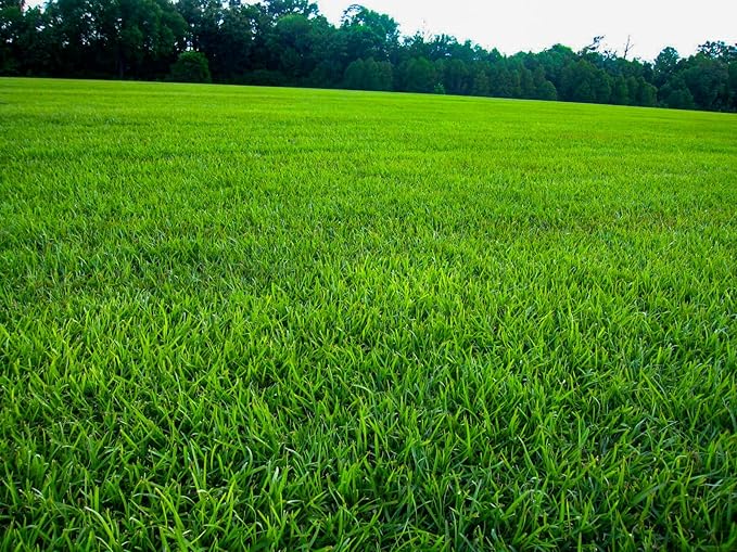 Lawnifi Santee Centipede Grass Seeds for Lawn, 2 lbs Covers 4,000 Sq Ft