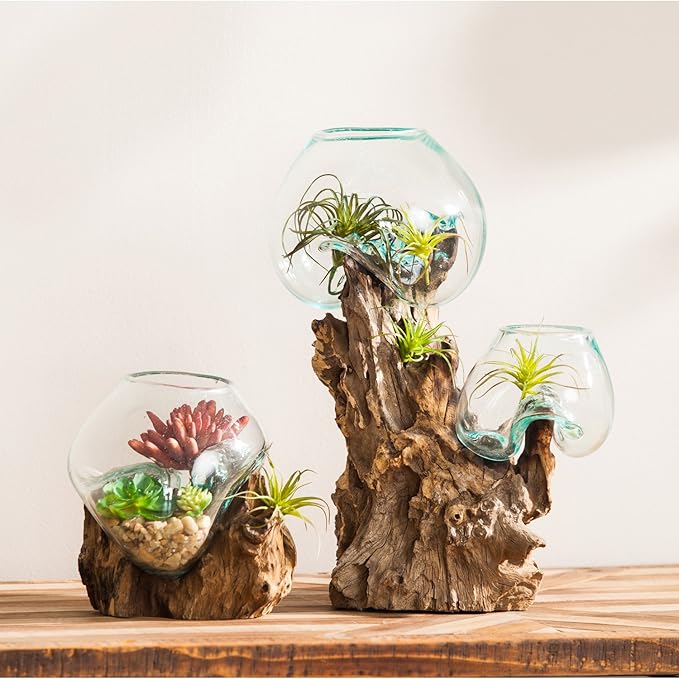 Cape Craftsmen 12" H Hand-Blown Blue Tinted Bubble Glass On Natural Teak Driftwood Terrarium | Home Décor Indoor Planter with Stand | Pot for Succulent and Plants