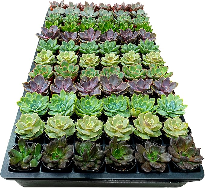 1.75 Inch Mini-Echeveria Assortment | Beautiful Rosette Assortment | Colorful, Hand-Picked Assortment | Great for Office, Home, or Wedding Decor | 72-Pack