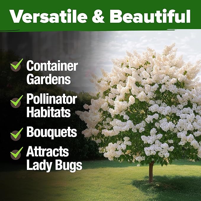 HOME GROWN 𝗨𝗦𝗔 53 White Lilac Flower Seeds Non-GMO, Heirloom Tree Seeds for Planting, Fragrant Flowering Tree Seeds for Landscaping, Pollinator Gardens, and Ornamental Borders (Syringa reticulata)