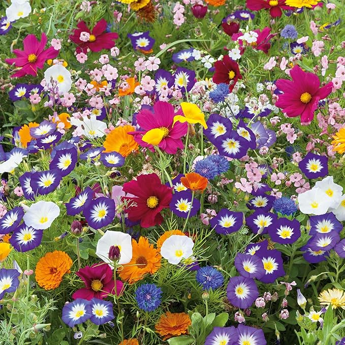 Eden Brothers Royal Meadow Flower Mixed Seeds for Planting, 1/4 lb, 120,000+ Seeds with Morning Glory, African Daisy | Attracts Pollinators, Plant in Spring or Fall, Zones 3, 4, 5, 6, 7, 8, 9, 10