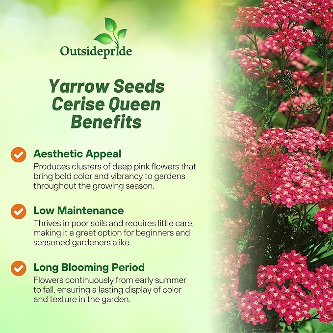 Outsidepride Cerise Queen Yarrow Seeds – 5000 Pcs. Perennial, Versatile, Clump-Forming, & Drought Tolerant Flower Seeds for Planting Fragrant & Vibrant Blooms, Ideal for Pollinator Gardens