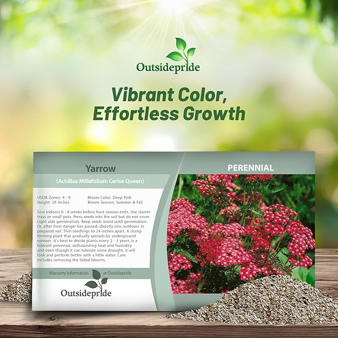 Outsidepride Cerise Queen Yarrow Seeds – 5000 Pcs. Perennial, Versatile, Clump-Forming, & Drought Tolerant Flower Seeds for Planting Fragrant & Vibrant Blooms, Ideal for Pollinator Gardens