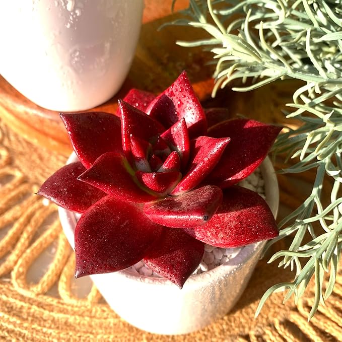 FWPP Live Succulents Plants Echeveria Agavoides v Romeo Rubin 3 inches,Rare red Succulents Bare Root Without Pot Soil, Live Plants Indoor Office Decoration Wedding and Gift