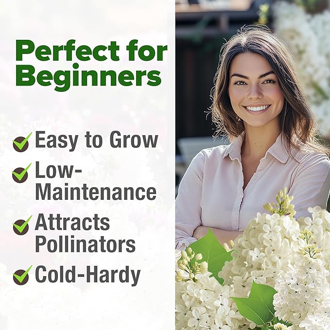 HOME GROWN 𝗨𝗦𝗔 53 White Lilac Flower Seeds Non-GMO, Heirloom Tree Seeds for Planting, Fragrant Flowering Tree Seeds for Landscaping, Pollinator Gardens, and Ornamental Borders (Syringa reticulata)