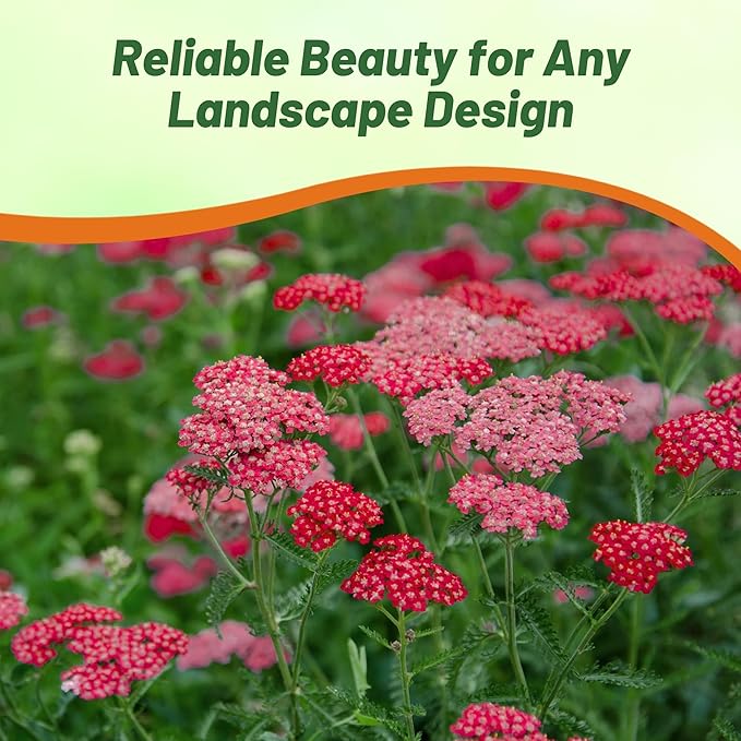 Outsidepride Cerise Queen Yarrow Seeds – 10000 Pcs. Perennial, Versatile, Clump-Forming, & Drought Tolerant Flower Seeds for Planting Fragrant & Vibrant Blooms, Ideal for Pollinator Gardens